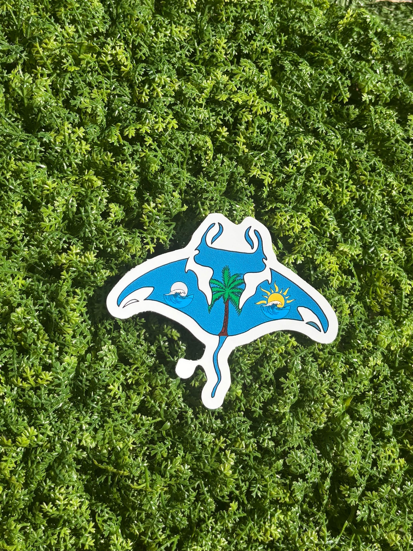 Ray Ray the manta-ray